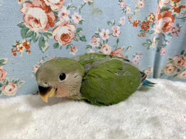コザクラインコ（小桜インコ）