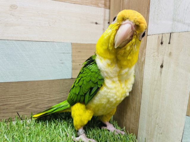 シロハラインコ