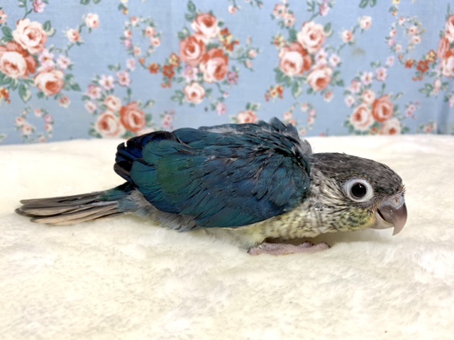 ワキコガネウロコインコ