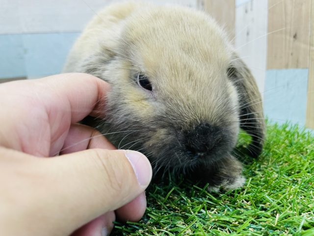 ホーランドロップ