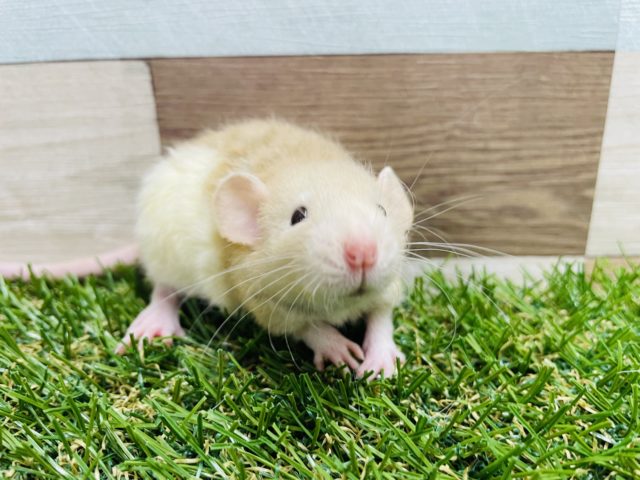 ファンシーラット