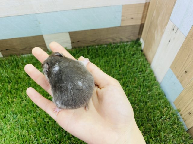 ゴールデンハムスター