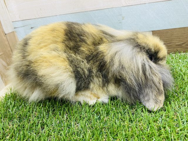 ロップイヤーラビット