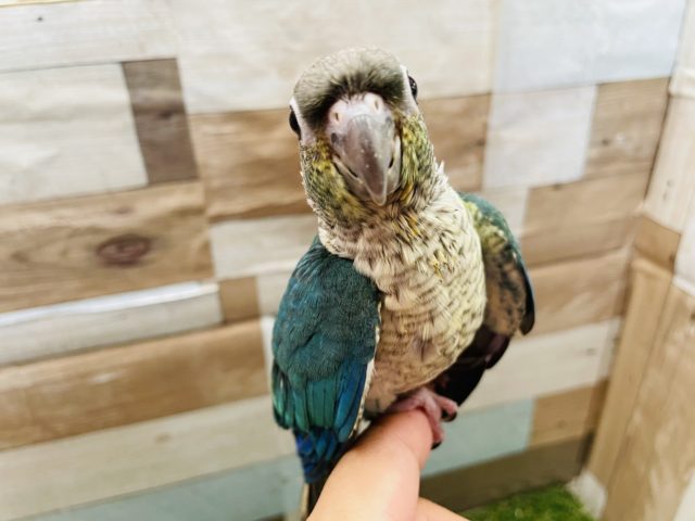 ホオミドリウロコインコ