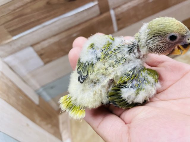 コザクラインコ（小桜インコ）