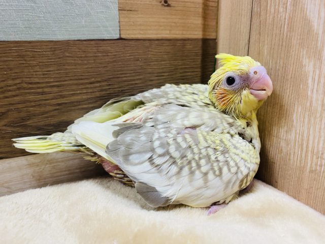 オカメインコ