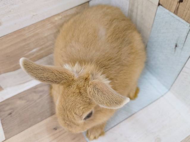 ドワーフラビット