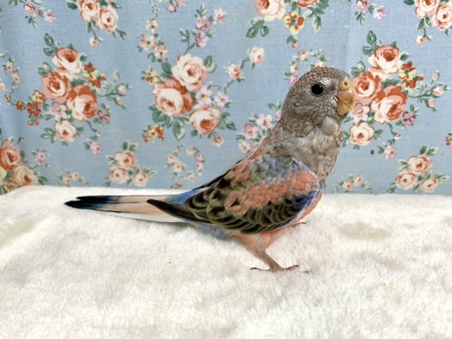 アキクサインコ（秋草インコ）