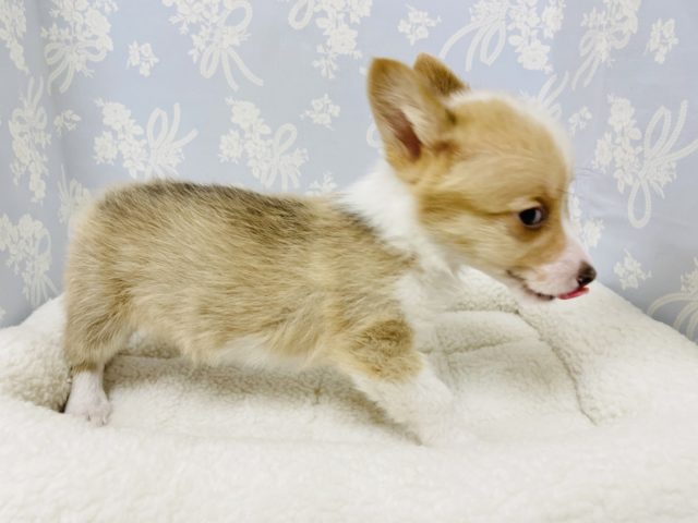 ウェルシュコーギー・ペンブローグ