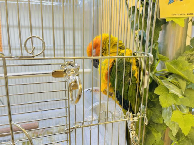 コガネメキシコインコ