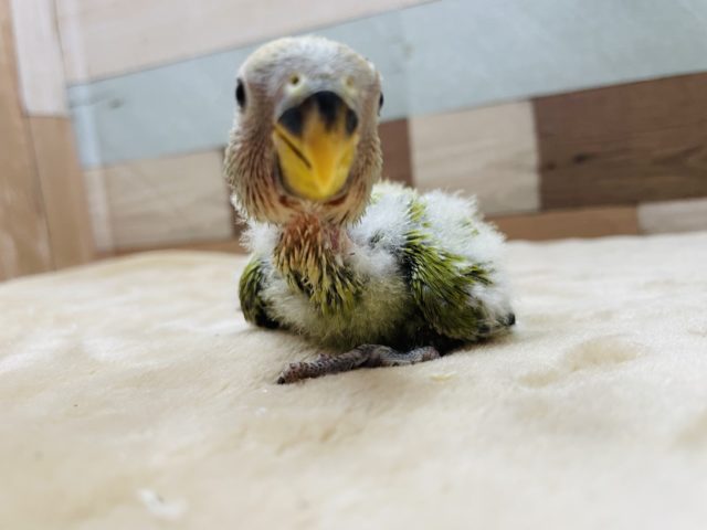 コザクラインコ（小桜インコ）