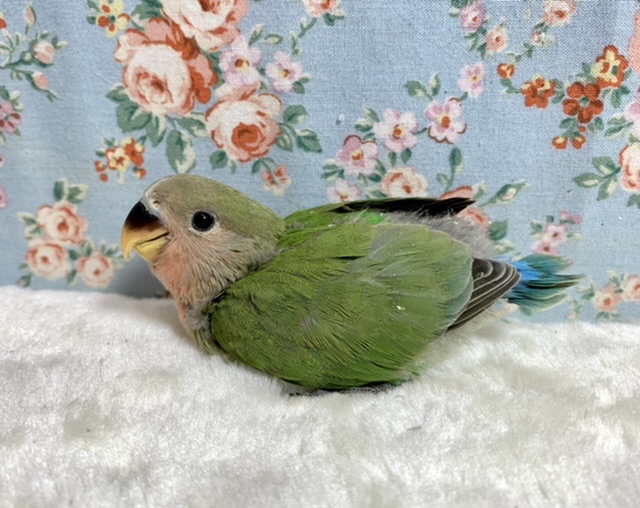 コザクラインコ（小桜インコ）