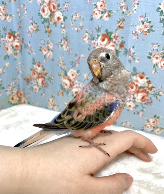 アキクサインコ（秋草インコ）