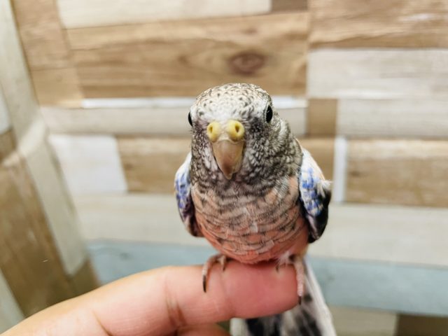 アキクサインコ（秋草インコ）