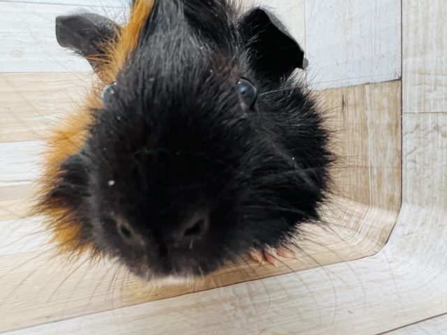 アビシニアンモルモット