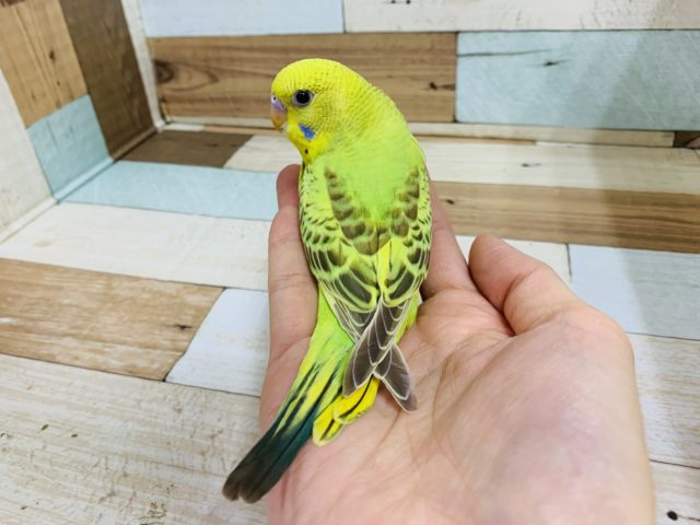 セキセイインコ