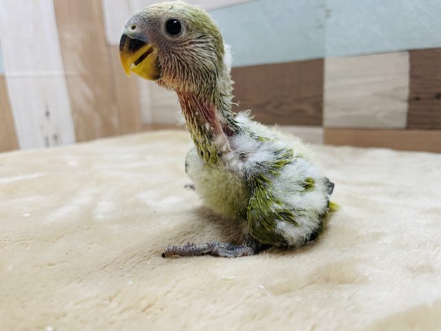 コザクラインコ（小桜インコ）