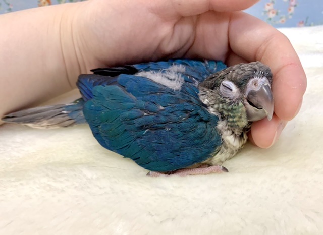 ワキコガネウロコインコ