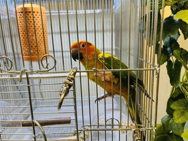 コガネメキシコインコ
