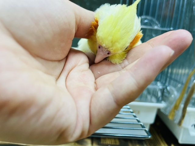 オカメインコ