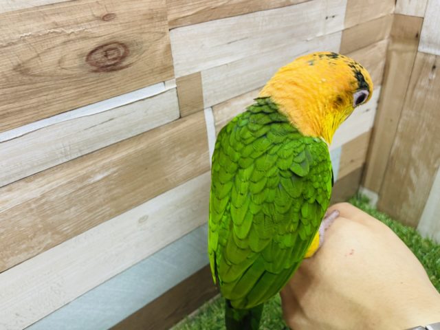 最新画像有り☆遊ぶの大好きさんです☆シロハラインコ! シロハラインコ