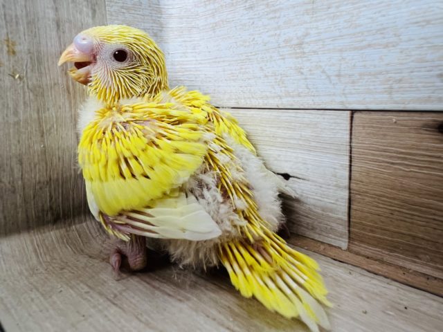 セキセイインコ
