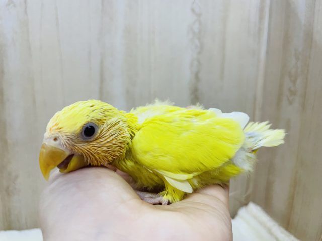 可愛さにこだわりたい!(*゚∀゚*)コザクラインコ オレンジフェイス ルチノー コザクラインコ(小桜インコ)