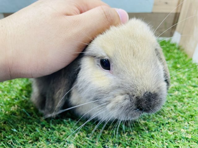 ホーランドロップ