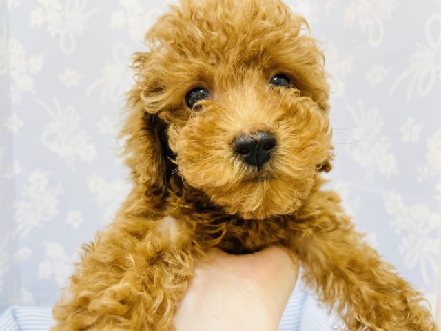 トイプードル