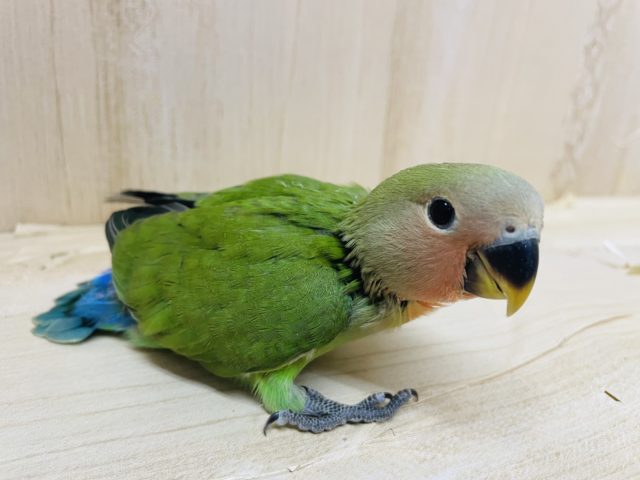コザクラインコ（小桜インコ）