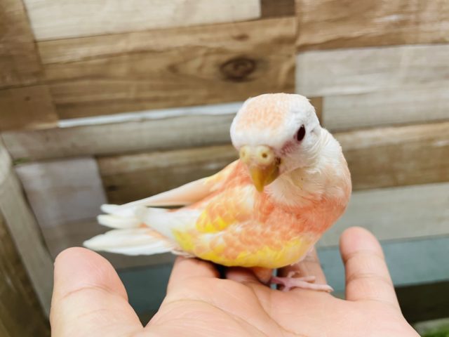アキクサインコ（秋草インコ）