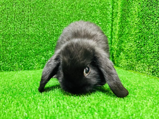 ライオンロップイヤー