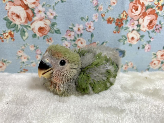 コザクラインコ（小桜インコ）