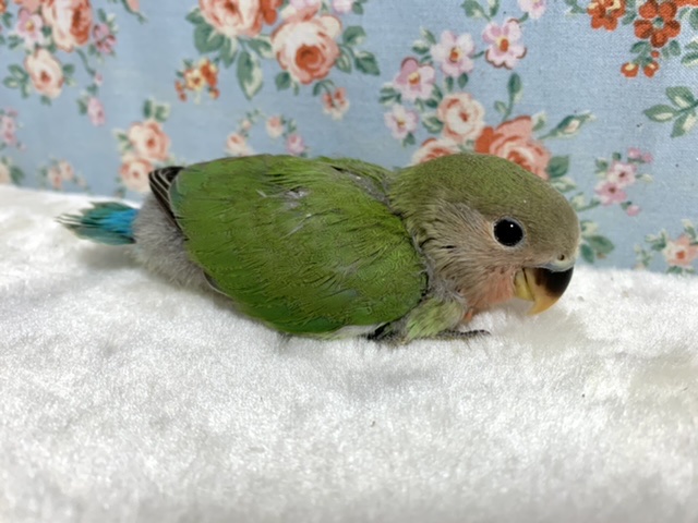 コザクラインコ（小桜インコ）