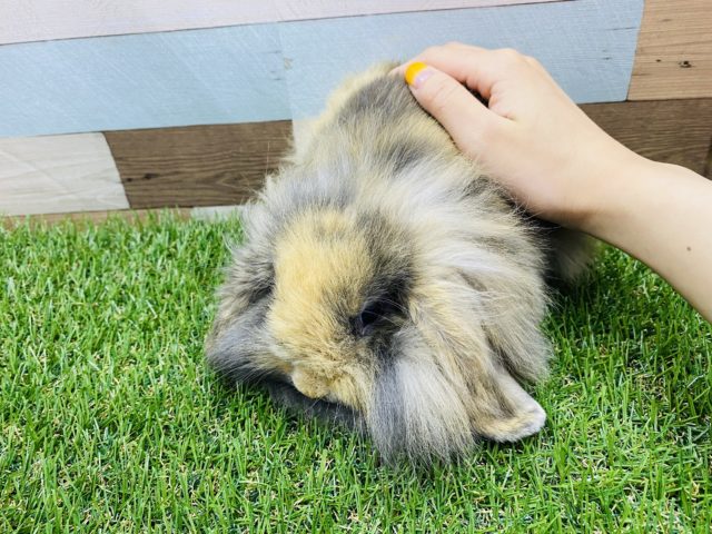 ロップイヤーラビット