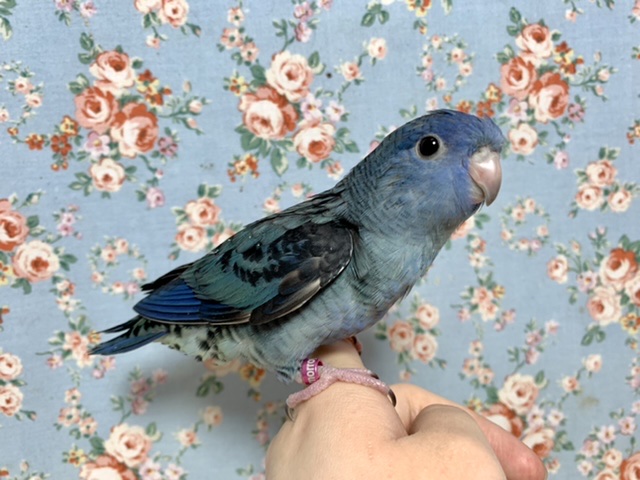 サザナミインコ