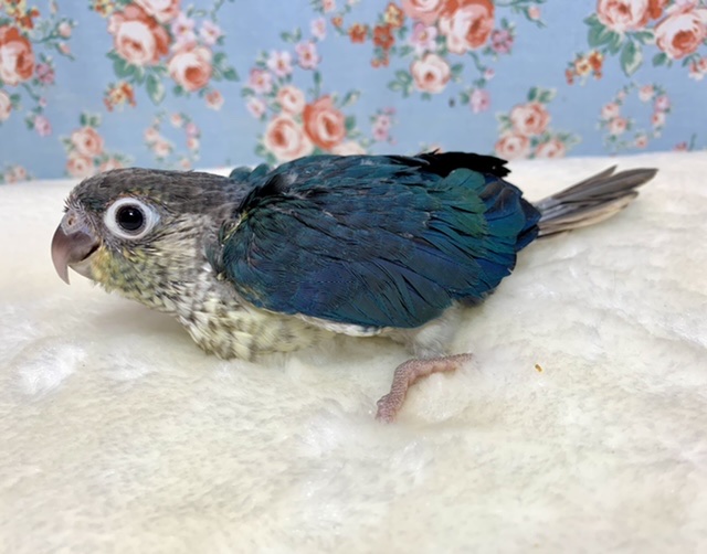 ワキコガネウロコインコ