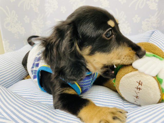 ミニチュアダックス