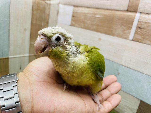 ホオミドリウロコインコ