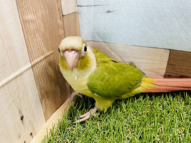 ホオミドリウロコインコ