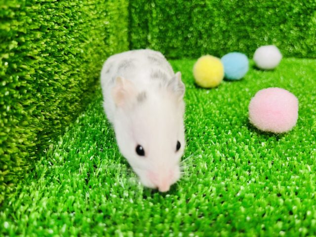 ゴールデンハムスター