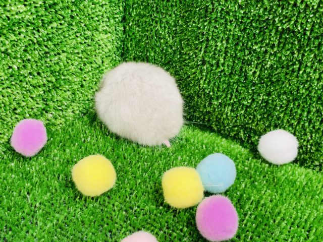 ゴールデンハムスター