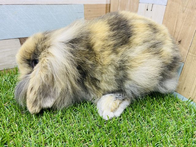ロップイヤーラビット