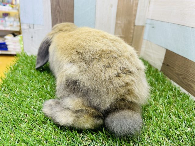 ホーランドロップ