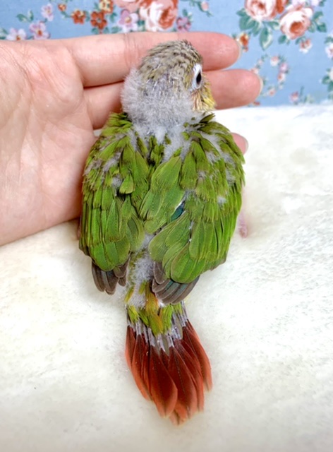 アカオウロコインコ