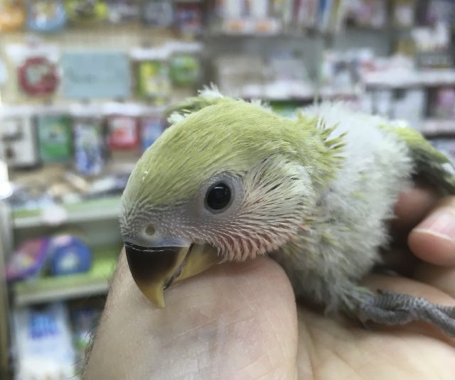 コザクラインコ（小桜インコ）