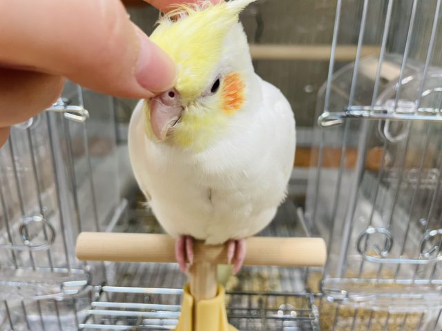 オカメインコ