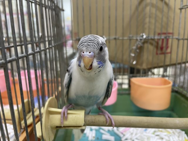 セキセイインコ