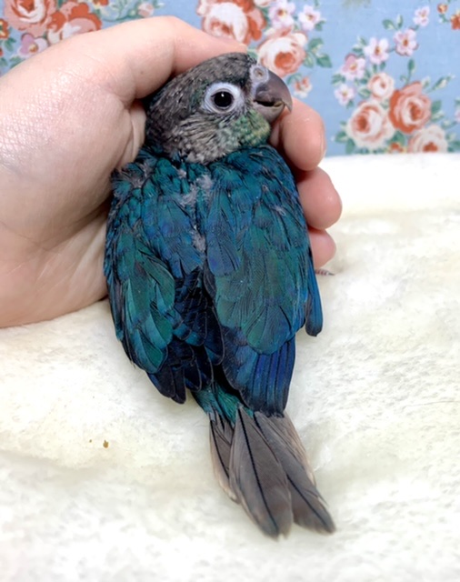 ワキコガネウロコインコ