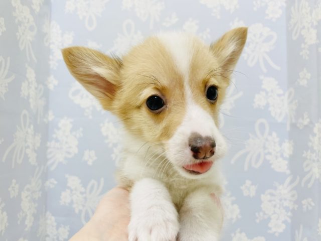 ウェルシュコーギー・ペンブローグ